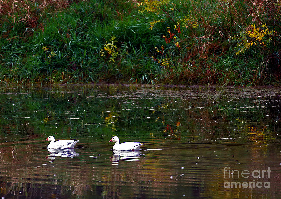 Snow Geese Swim Photograph by Elizabeth Winter