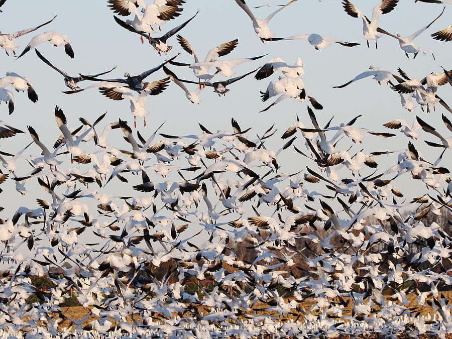 Snow Geese Takeoff from farmers corn field. Photograph by Allan Levin
