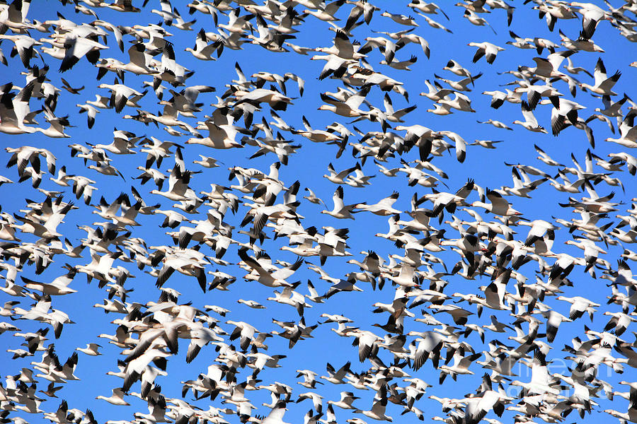 Snow Geese Taking Flight - Bosque del Apache Photograph by John Greco