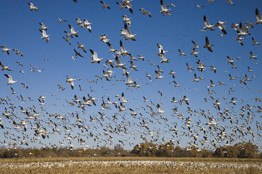Snow Geese Taking Flight Bosque Del Photograph by Tom Vezo