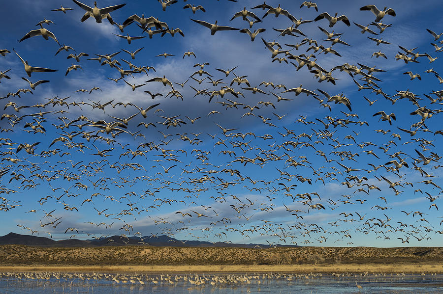 Snow Geese Taking Flight From Large Pond Photograph by John Shaw