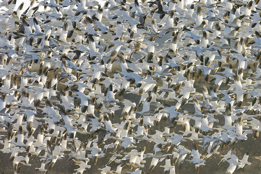 Snow Geese Taking Flight Photograph by John Shaw