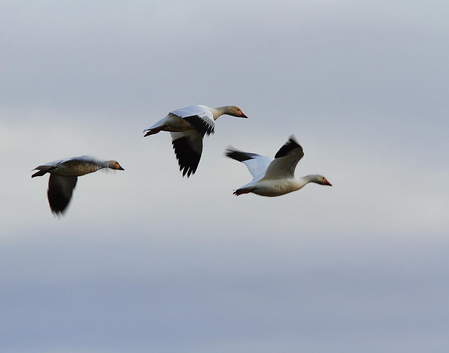 Snow Geese Trio Photograph by Robert Woodward