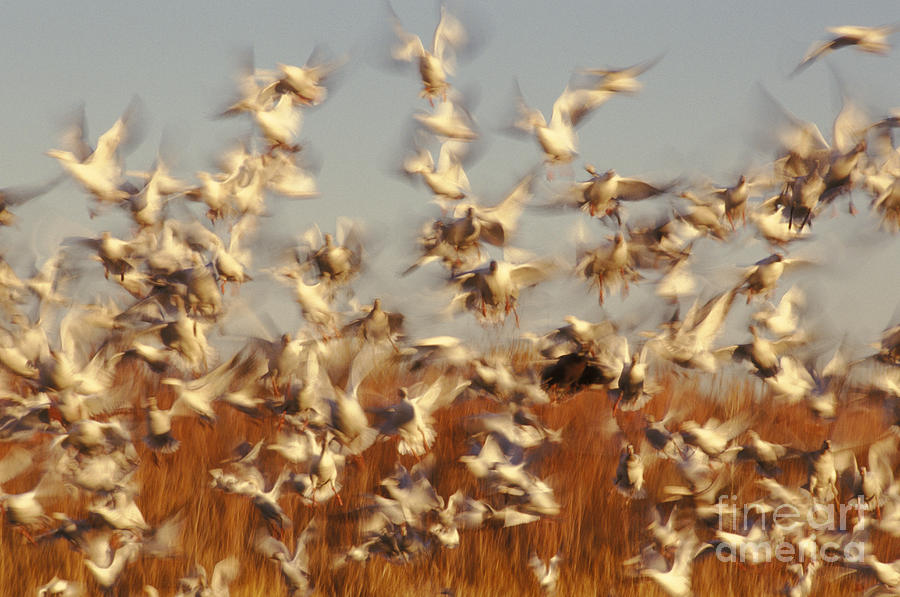 Snow Geese Winter Migration Photograph by Ron Sanford