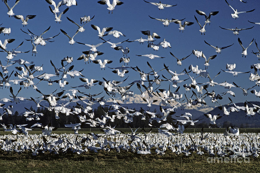 Snow Geese with Mount Baker Photograph by Jim Corwin