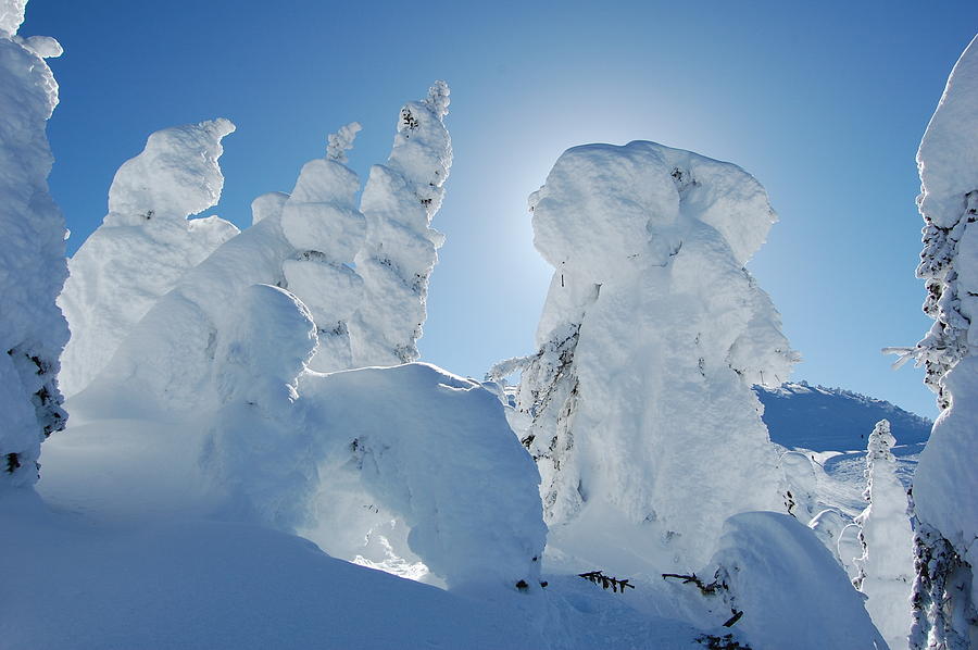 Snow Ghost In The Sun Photograph by Chris Fullerton - Fine Art America