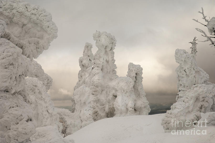 Snow Ghost Trees Photograph by Wildlife Fine Art