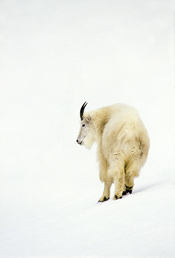 Snow Goat Photograph by D Robert Franz