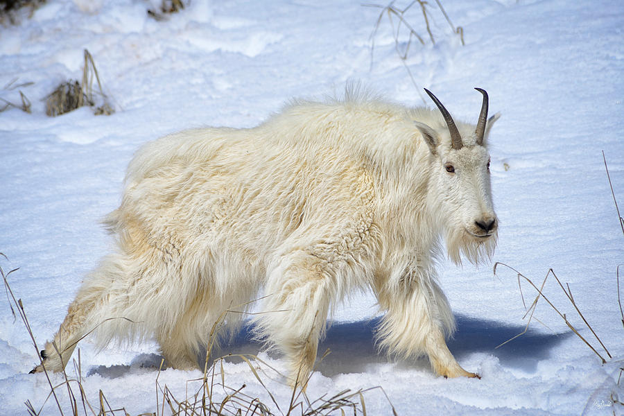 Goat Photograph - Snow Goat Limited Edition by Greg Norrell