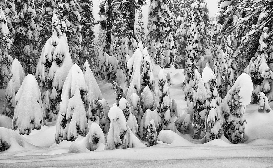 Snow Goblins-Mt Ranier Photograph by Geraldine Alexander