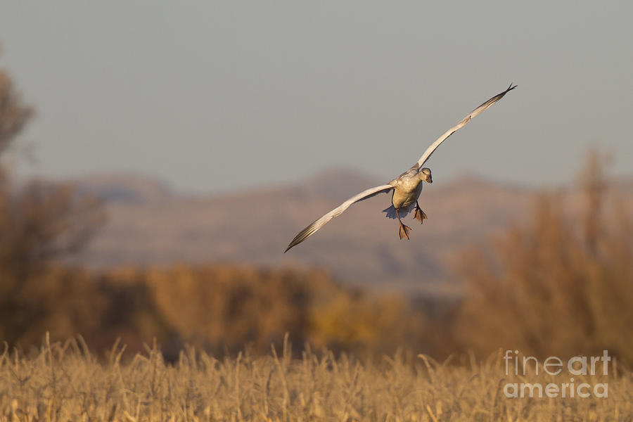 Snow Goose at last light Photograph by Bryan Keil