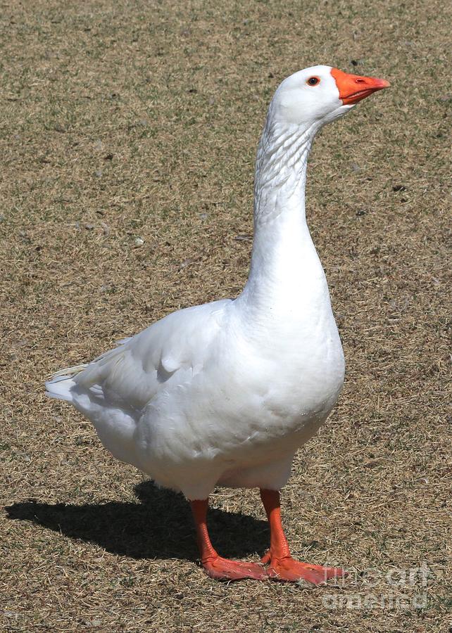 White Goose  Photograph by Carol Groenen