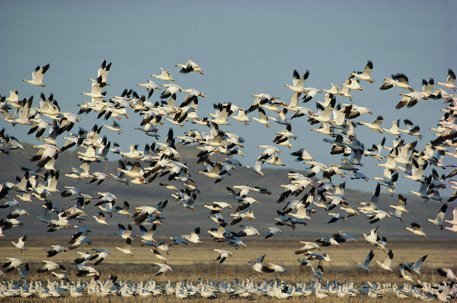 Snow Goose Chen Caerulescens Flock Photograph by Gerry Ellis