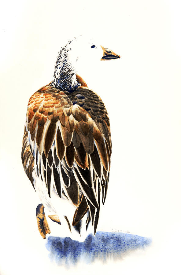 Wildlife Painting - Snow Goose - Dark Morph Bird by Donna Greenstein