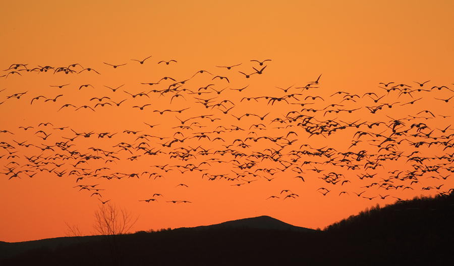 Snow Goose Flock at Dawn Photograph by John Burk