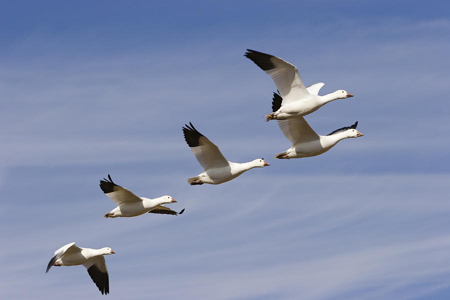 Snow Goose Flock Flying Photograph by Konrad Wothe