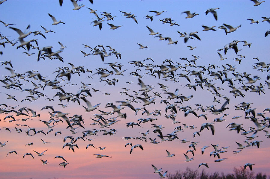 Snow Goose Flock In Flight New Mexico Photograph by Malcolm Schuyl