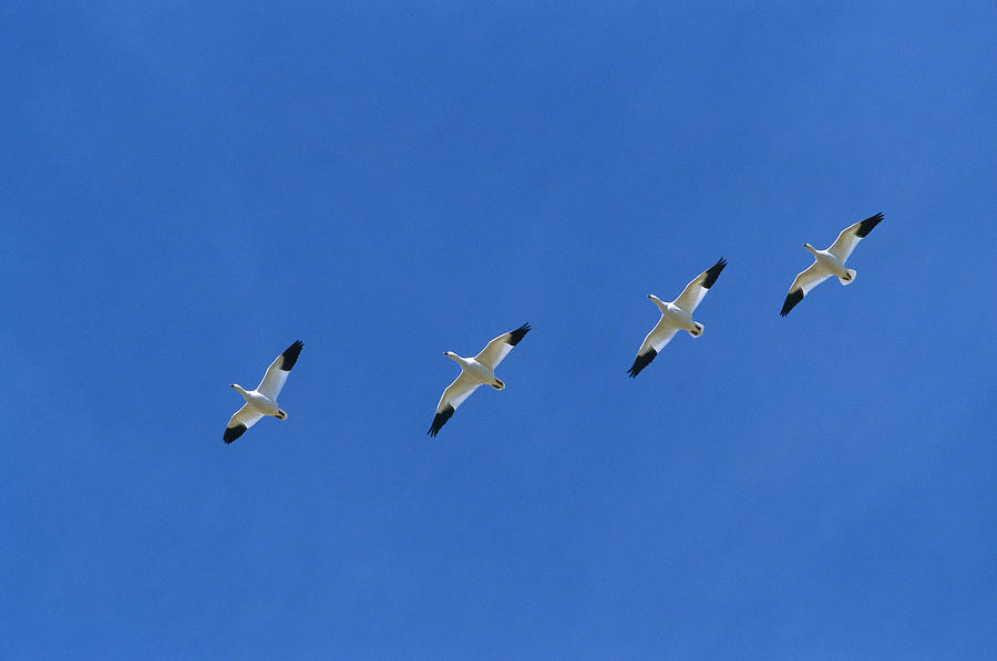Bird Photograph - Snow Goose Flock in Formation by Konrad Wothe