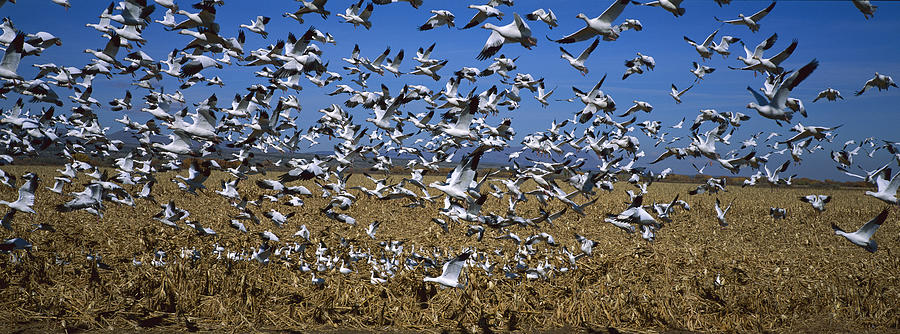 Snow Goose Flock Taking Off Photograph by Konrad Wothe