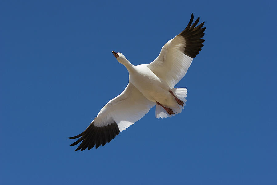 Snow Goose Flying Overhead Photograph by Konrad Wothe