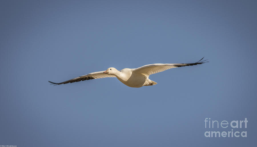 Snow Goose In Flight 2 Photograph by Mitch Shindelbower