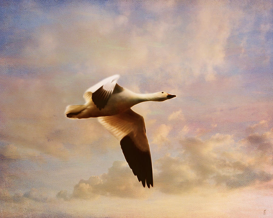 Geese Photograph - Snow Goose in Flight by Jai Johnson