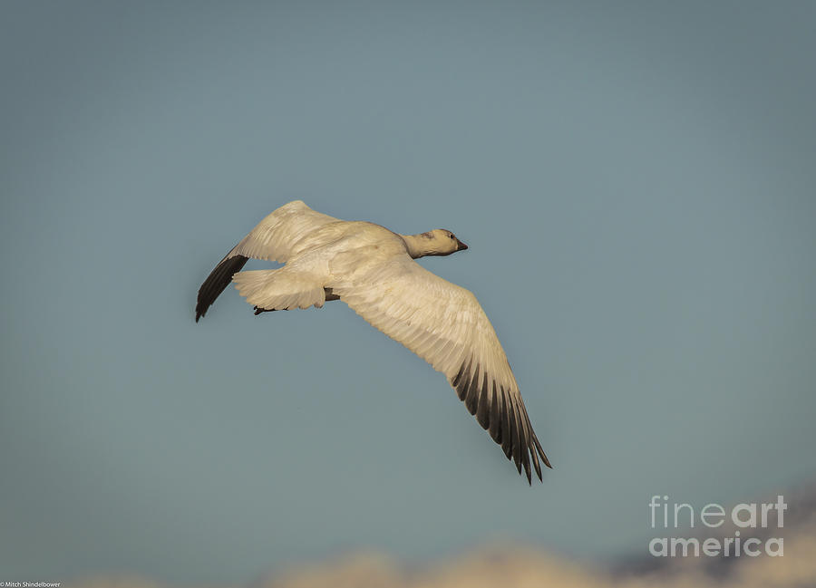 Snow Goose In Flight Photograph by Mitch Shindelbower