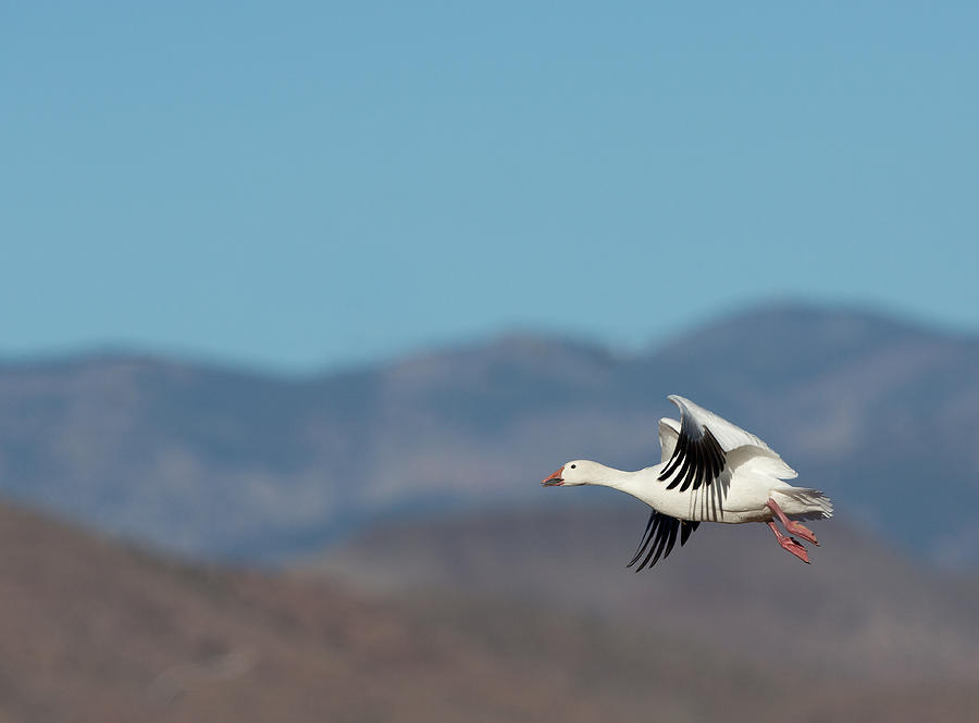 Snow Goose in Flight over Mountains Photograph by Jack Nevitt
