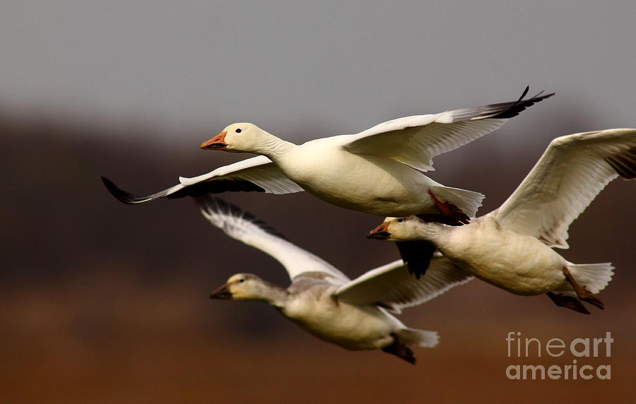 Snow Goose Formation Migration Photograph by Robert Frederick
