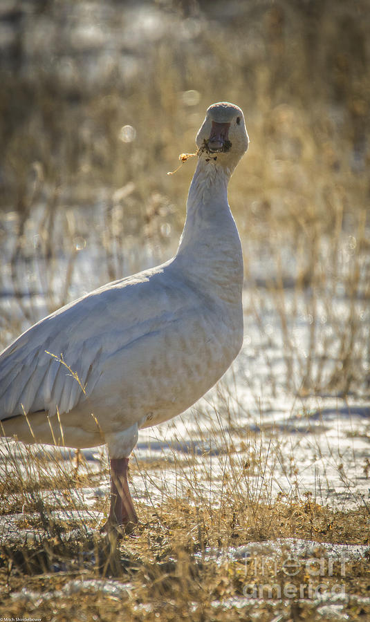 Snow Goose Photograph by Mitch Shindelbower