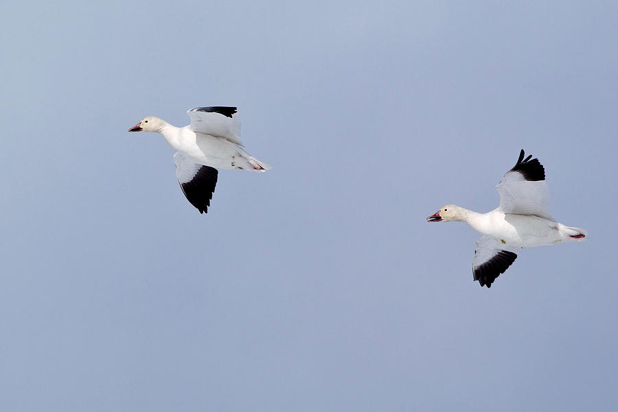 Snow Goose Pair Flying Photograph by Jack Nevitt