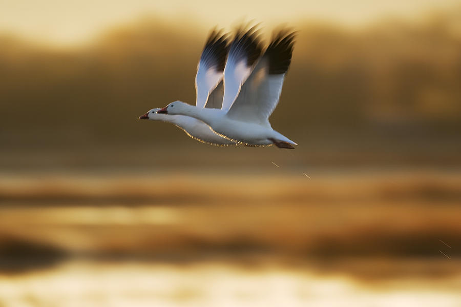 Snow Goose Pair Flying Photograph by Konrad Wothe