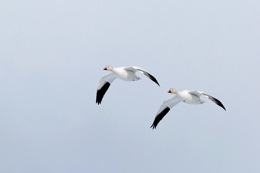 Snow goose pair in flight Photograph by Jack Nevitt