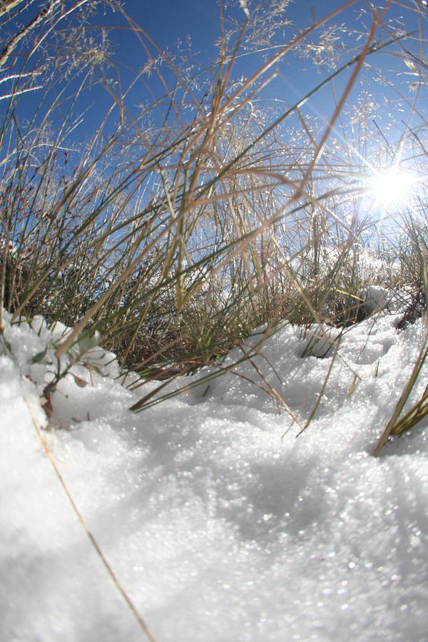 Snow Grass Photograph by David S Reynolds