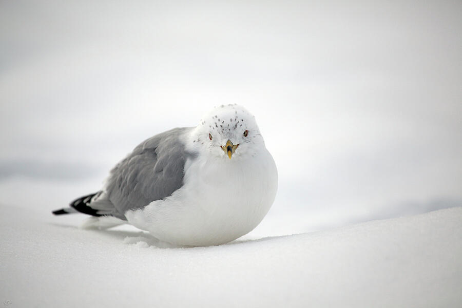 Winter Photograph - Snow Gull by Karol Livote