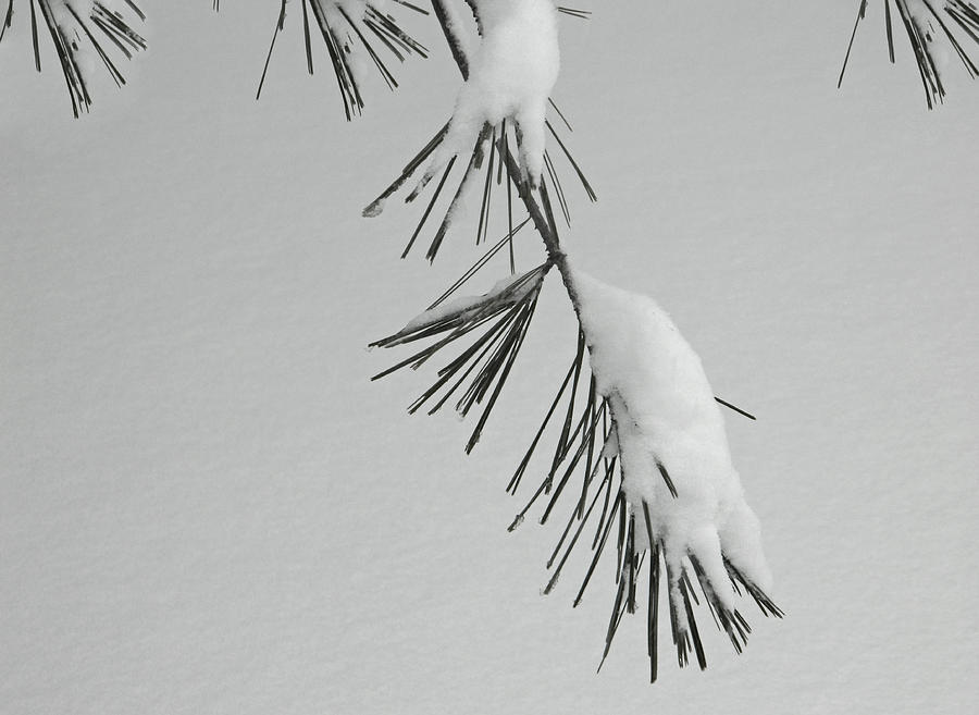 Winter Photograph - Snow Hangover - BW by Emmy Marie Vickers