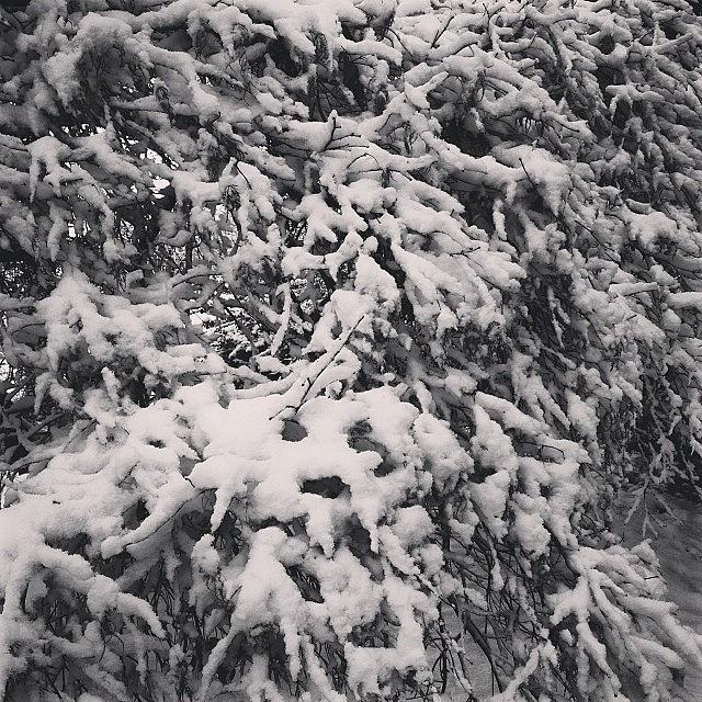 Winter Photograph - #snow #ilovesnow #verysnowy #lastweek by Samantha Rash