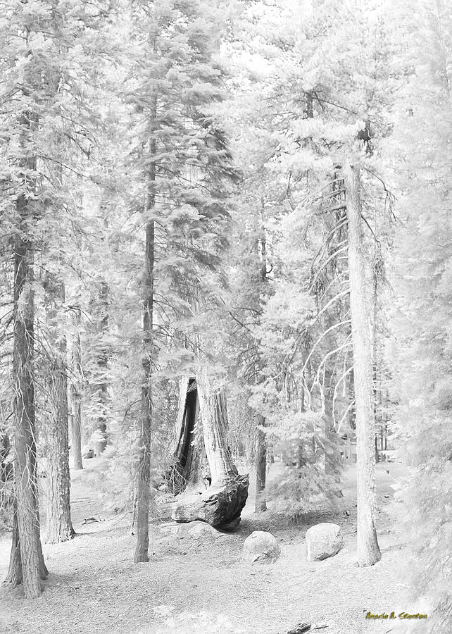 Snow impressions Photograph by Angela Stanton