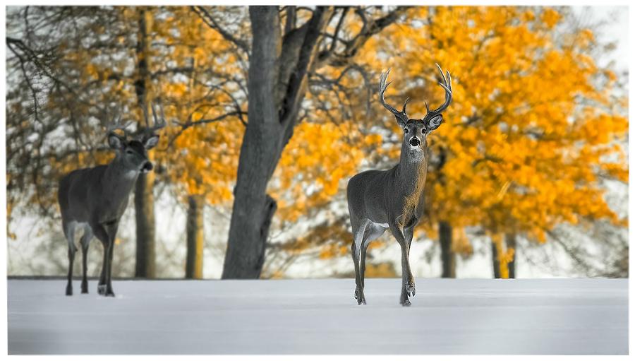 Animals Photograph - Snow In Autumn by Garett Gabriel Animals Photograph - Snow In Autumn by Garett Gabriel