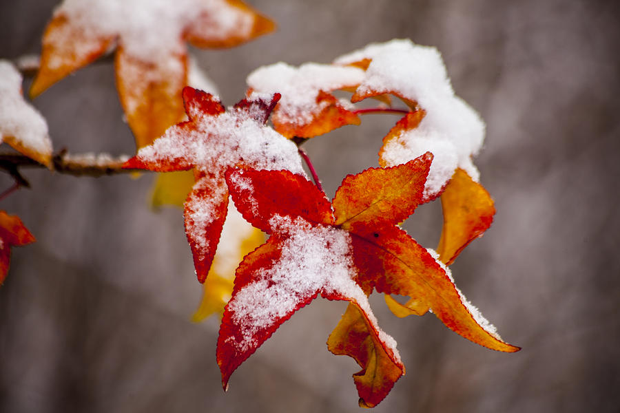 Winter Photograph - Snow in Autumn by Karol Livote