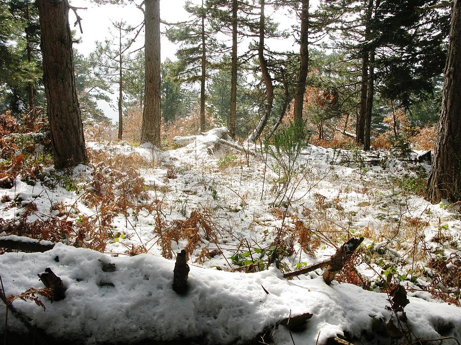 Early snow in forest Photograph by Andonis Katanos