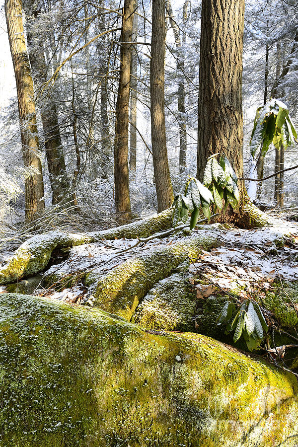 Winter Photograph - Snow in Forest by Thomas R Fletcher