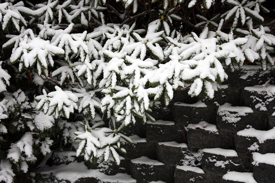 Snow in the Garden Photograph by Gerry Bates