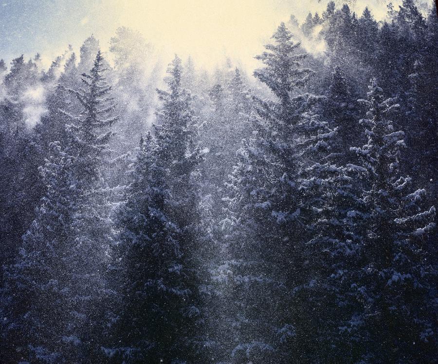 Snow in the Pines Photograph by Carl Cox