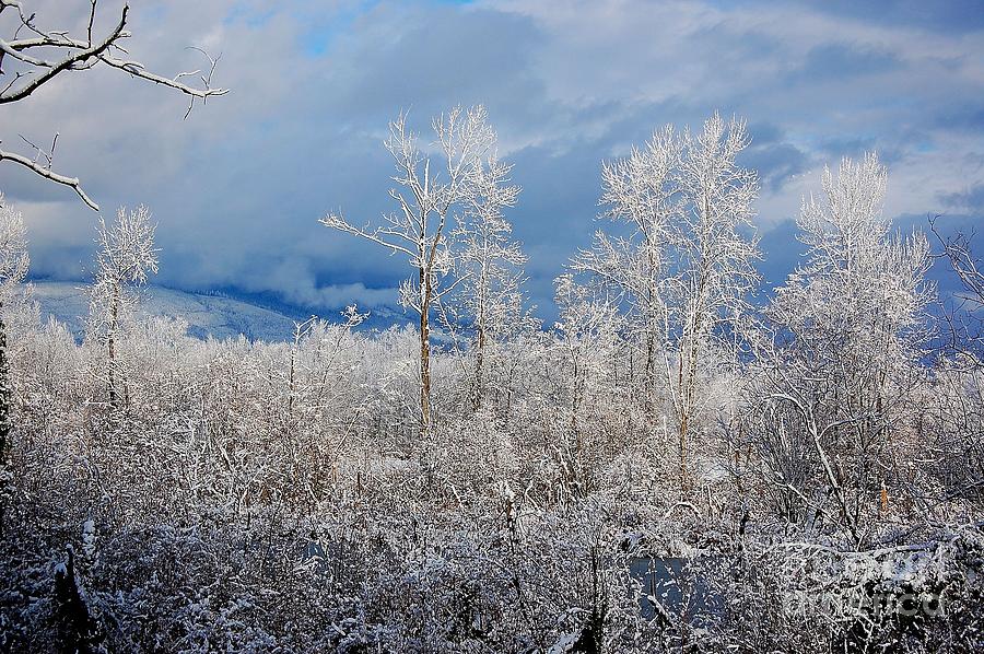 Winter Photograph - Snow in the Valley by Tara Ellis