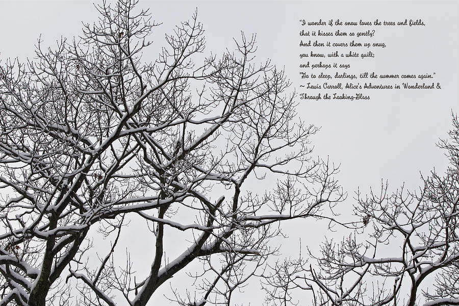Snow In The Woods - Lewis Carroll Quotation Photograph by Carol Senske