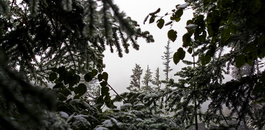 Snow In Trees At Narada Falls II Photograph