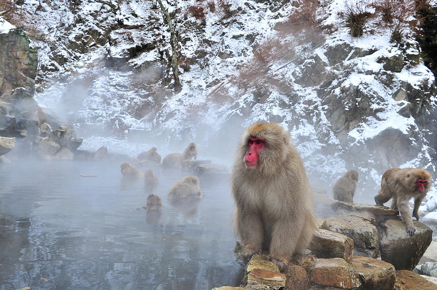 Snow King Monkey Photograph by Bunya541