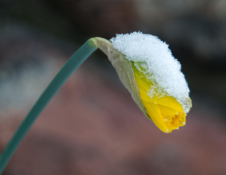 Snow Kissed Daffodil Photograph by Lara Ellis