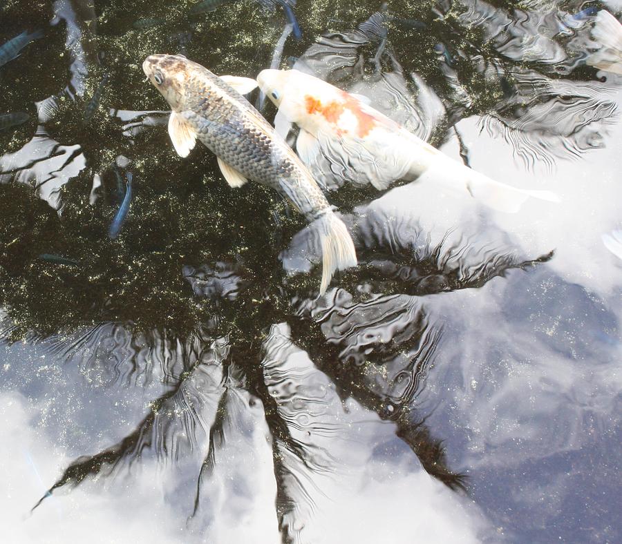 Snow Koi Photograph by Pat Purdy